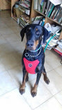 Dog Safety Seat Belt With Safety Harness - Grey Lives Matter Shop