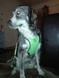 Dog Safety Seat Belt With Safety Harness - Grey Lives Matter Shop