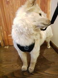 Dog Safety Seat Belt With Safety Harness - Grey Lives Matter Shop