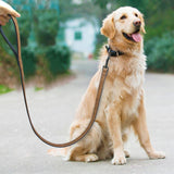 Ultra High Quality Padded Leather Dog Leash - Grey Lives Matter Shop