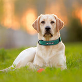 Personalized Custom Leather Dog Collar With Name ID Tag For Small Medium Large Dogs - Grey Lives Matter Shop