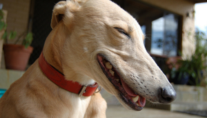 18 Excellent Reasons To Adopt a Greyhound