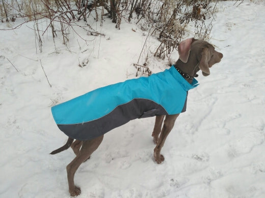 Dog in a jacket standing in snow pet apparel